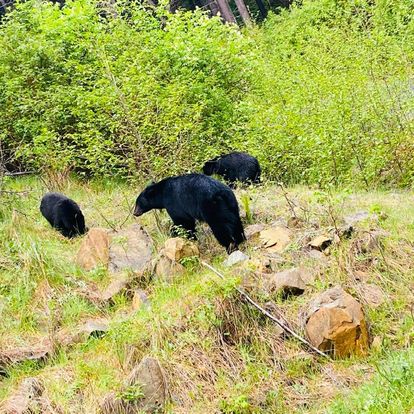 Bears On The Bush